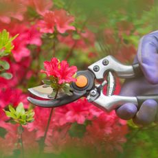 Hand pruning azalea shrub