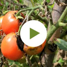 Diseased Tomato Plant