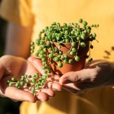 string of pearls plant being held by a new owner