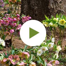 Hellebores Blooming Under Tree Canopy