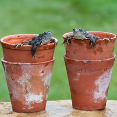 frogs sitting in terracotta flower pots