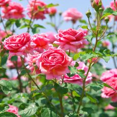 Beautiful pink roses growing in garden