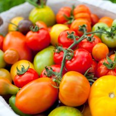 tomato harvest of mixed breeds in bowl