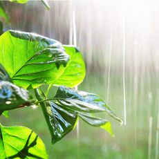 Rain falling on leaves