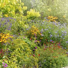Multicolored flowers in a rain garden