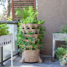 Many plants growing in a vertical container