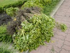 Uprooted Plants