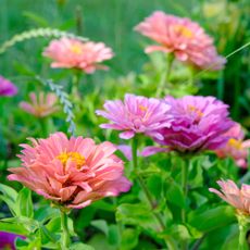 Pink zinnia flowers growing in garden