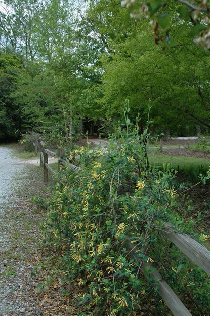 Honeysuckle Plants