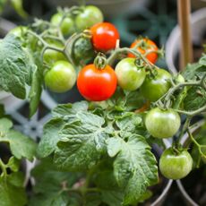 Cherry Tomato Plant
