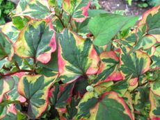 Houittuynia Plant